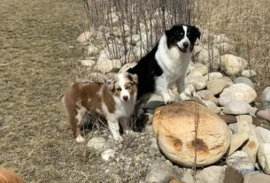 australian shepherd puppies for sale