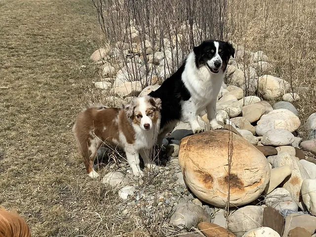 australian shepherd puppies for sale