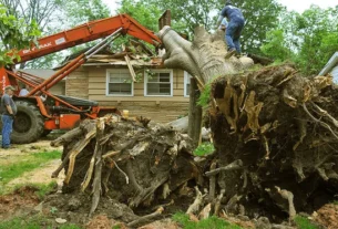 tree removal