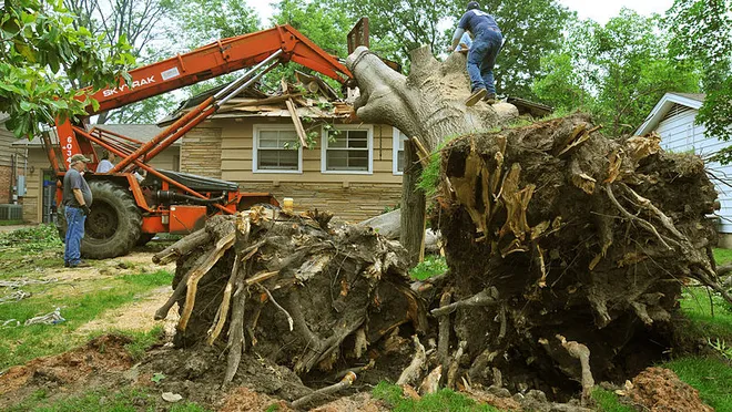 tree removal