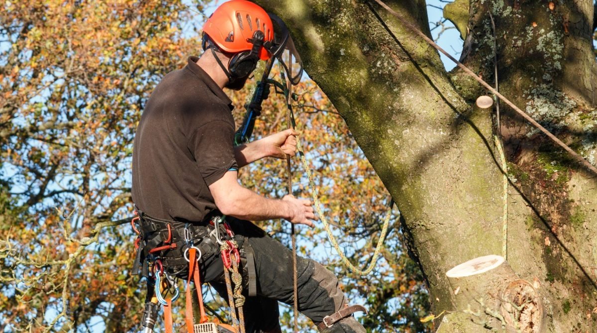 arborist sunshine coast queensland